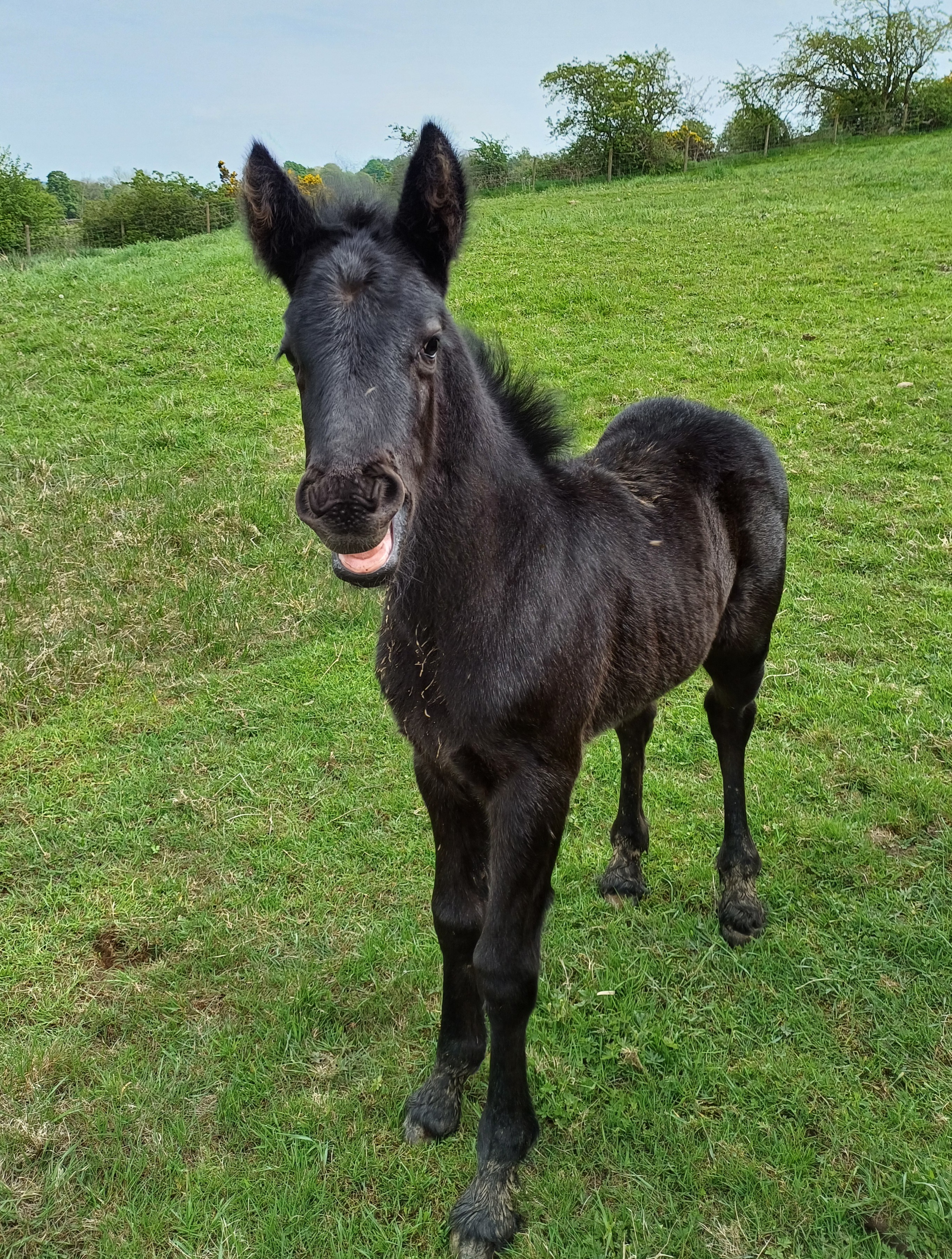 black fell pony foal yawning