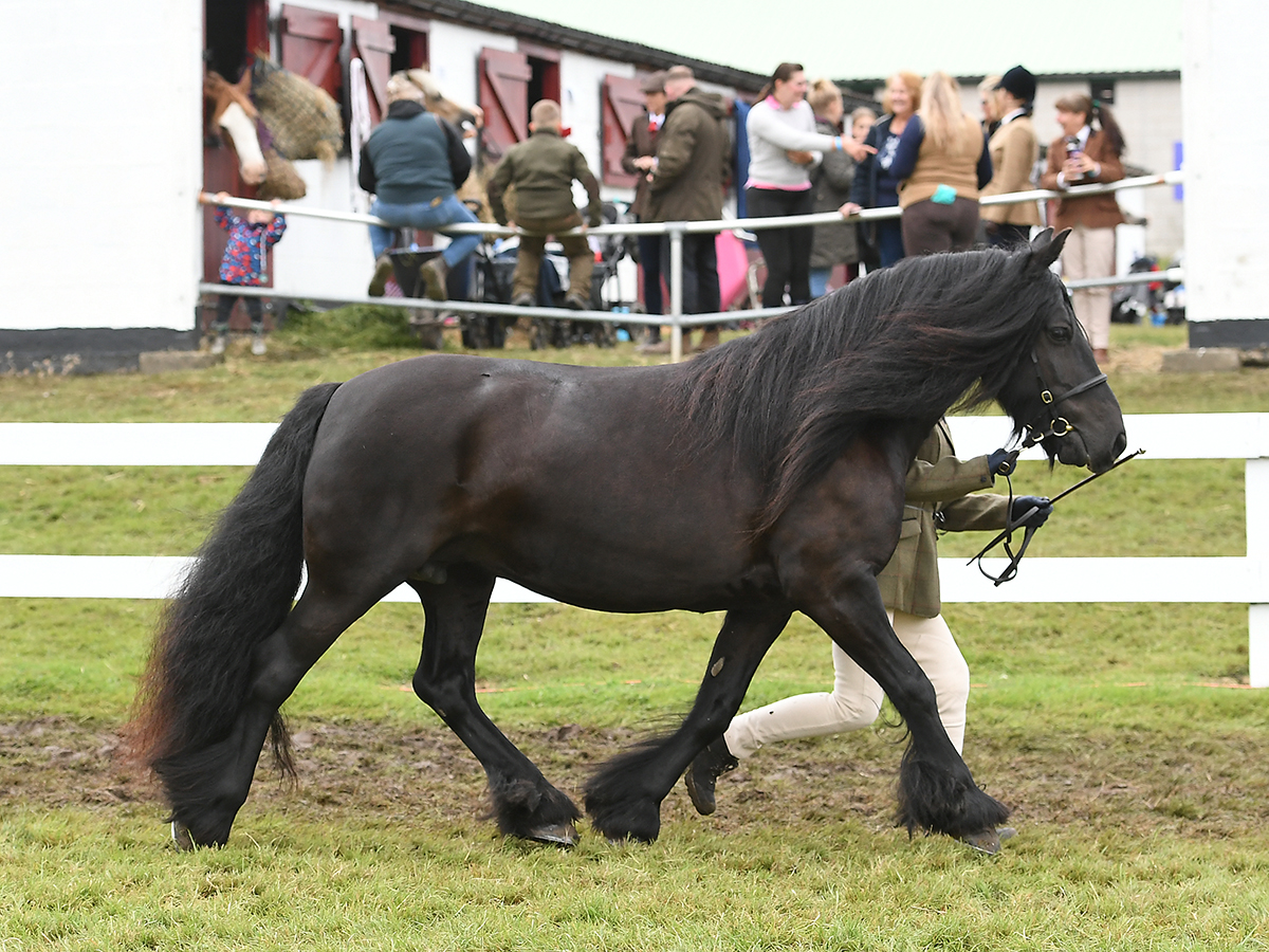 black mare trotting in a show ring