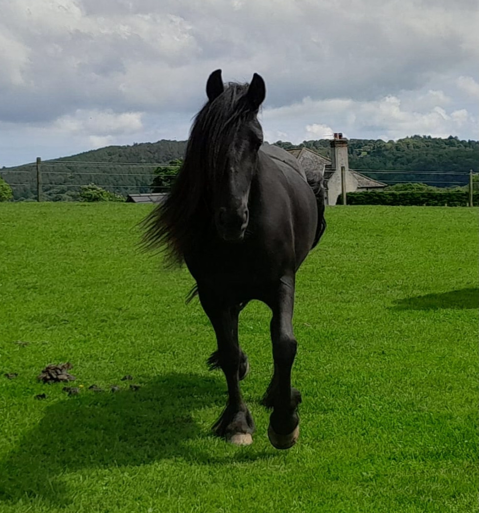 black fell pony in a green field, looking at the camera