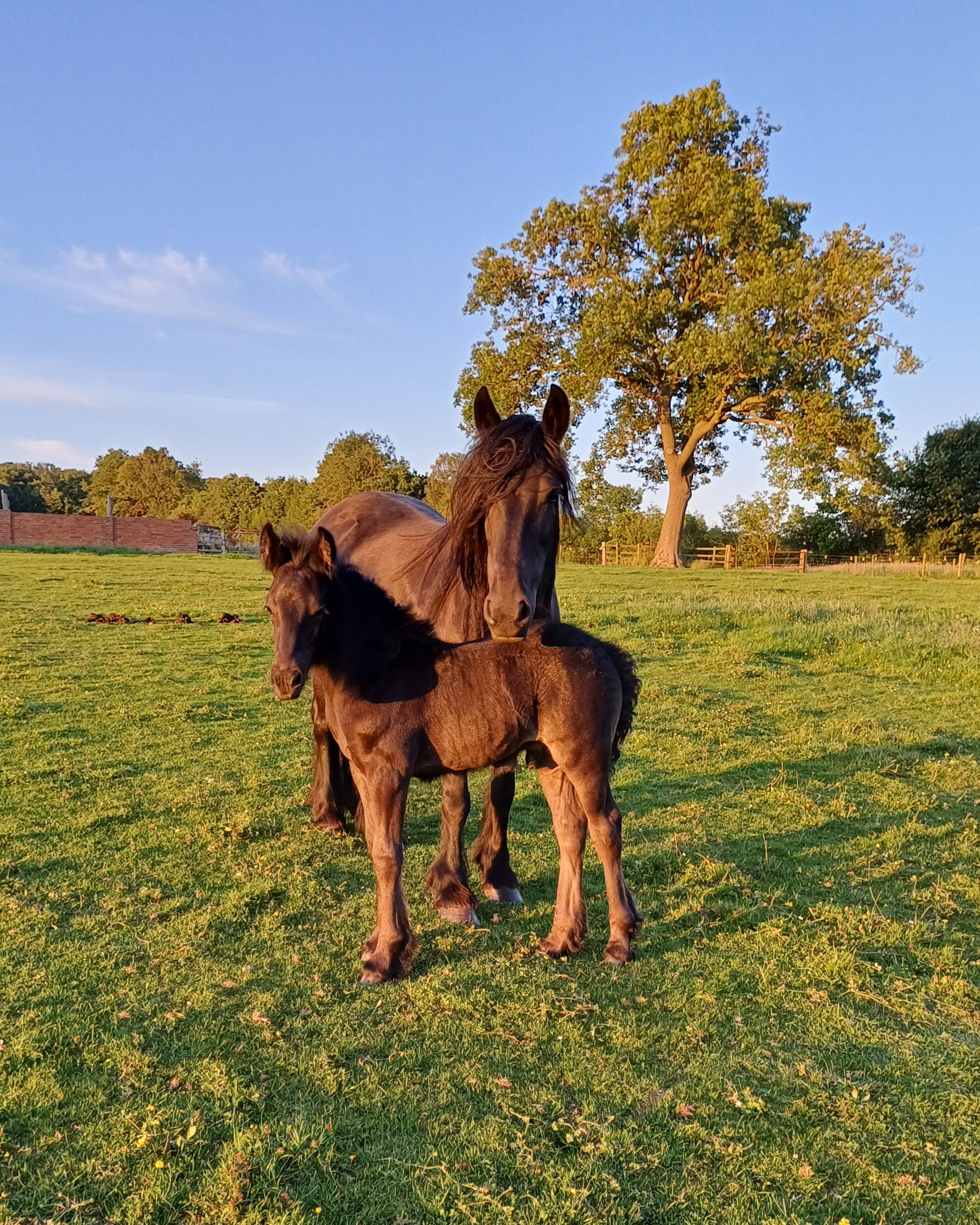 black foal with his mother in a field