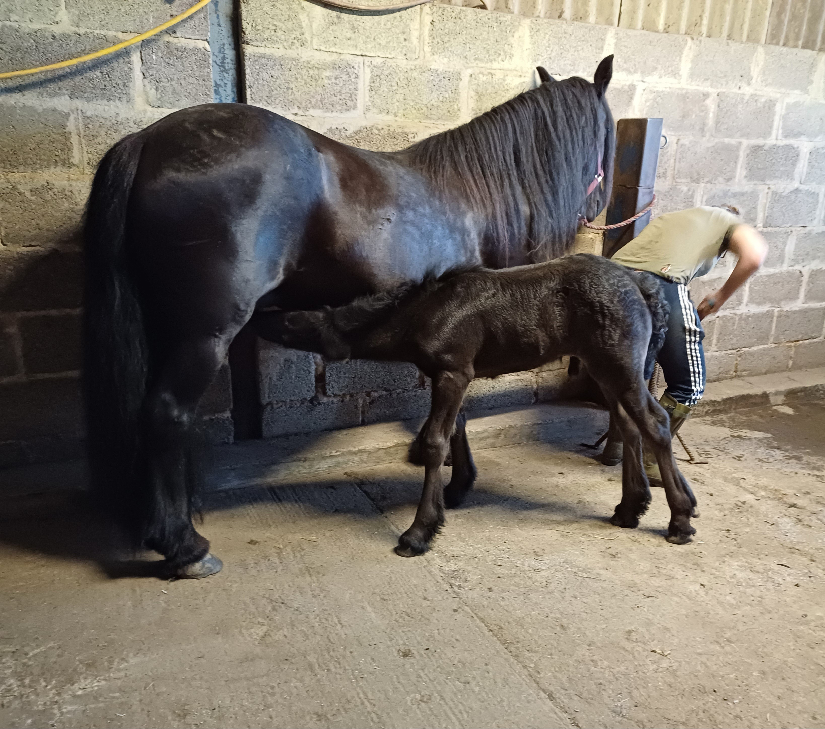 black mare and suckling foal