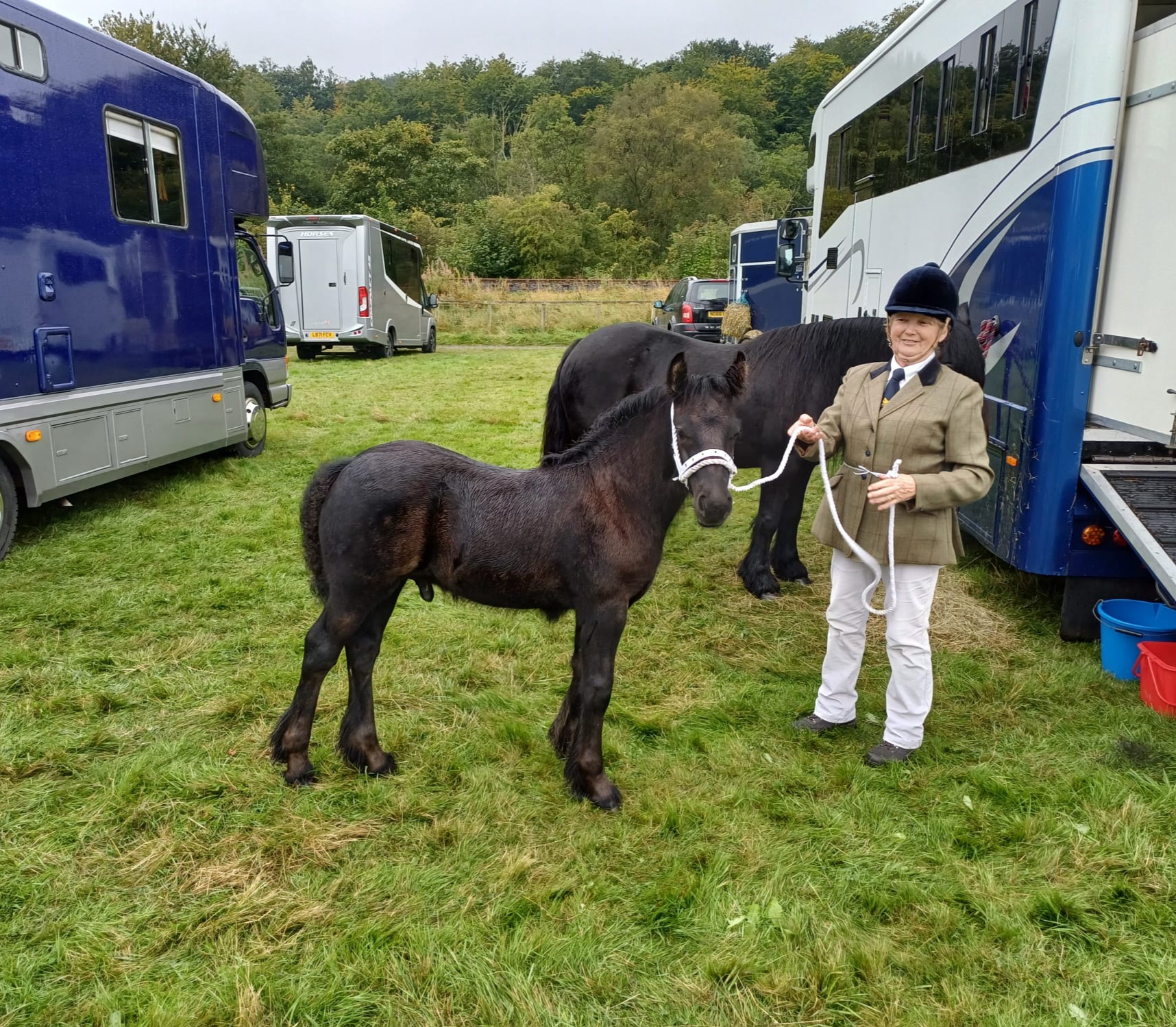 black fell pony foal with handler, beside a horsebox at a show